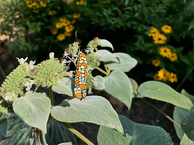 Ailanthus webworm moth