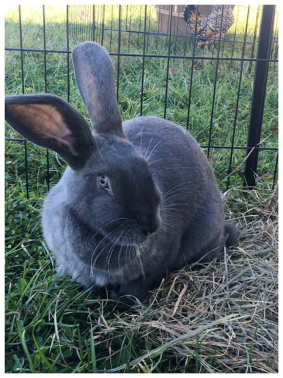Squeals On Wheels Petting Zoo