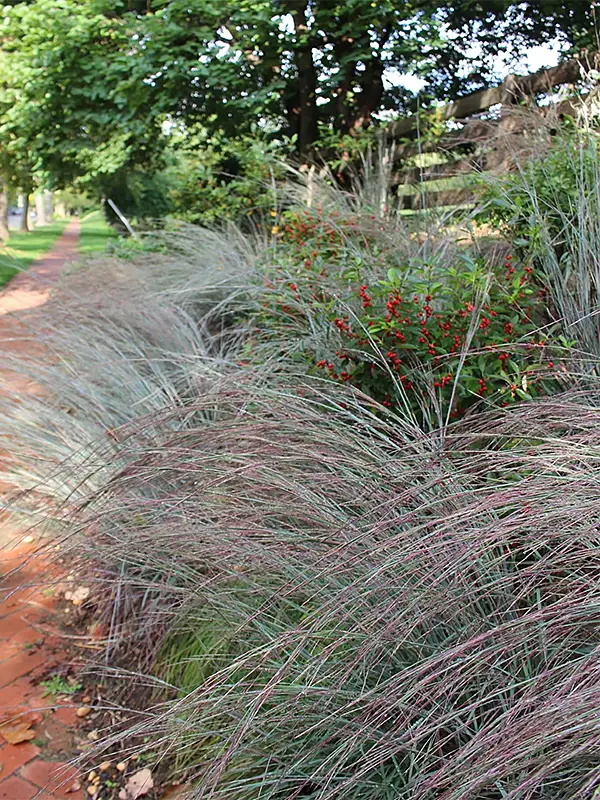 Winterberry and native grasses