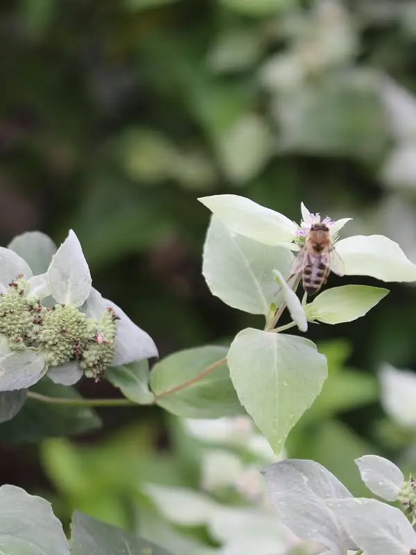 Pollinator on Clustered Mountain Mint