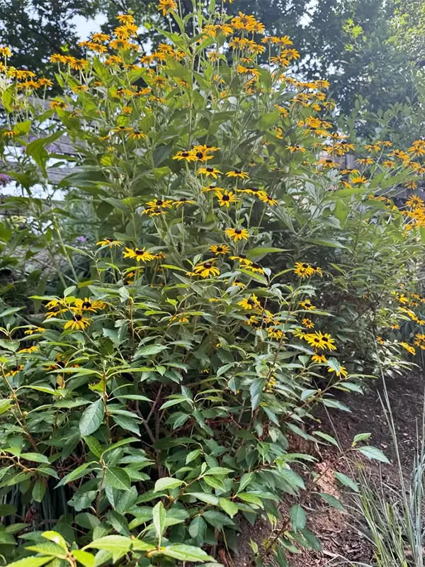 Black-eyed Susans (Rudbeckia hirta)