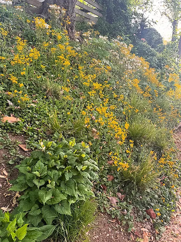 Golden ragwort (Packera aurea)