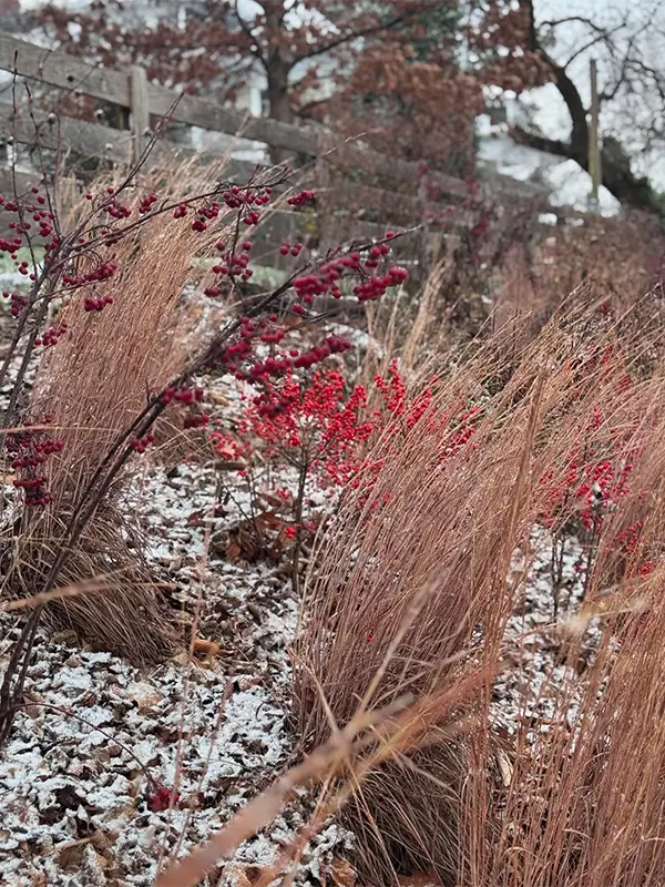 Crabapple, Winterberry (Ilex verticillata) and Switchgrass (Panicum virgatum)
