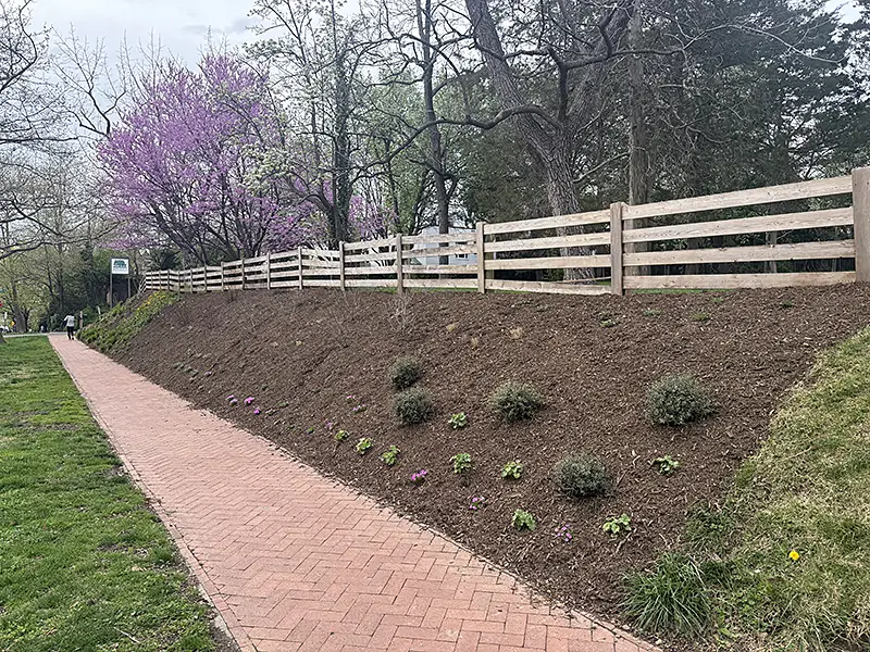 After invasive removal, ready for planting