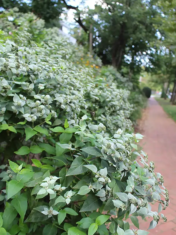 Clustered Mountain Mint (Pycnanthemum muticum)
