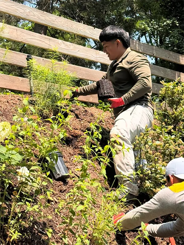 Planting the native plants