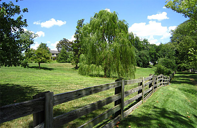 Willow Tree at Rosedale